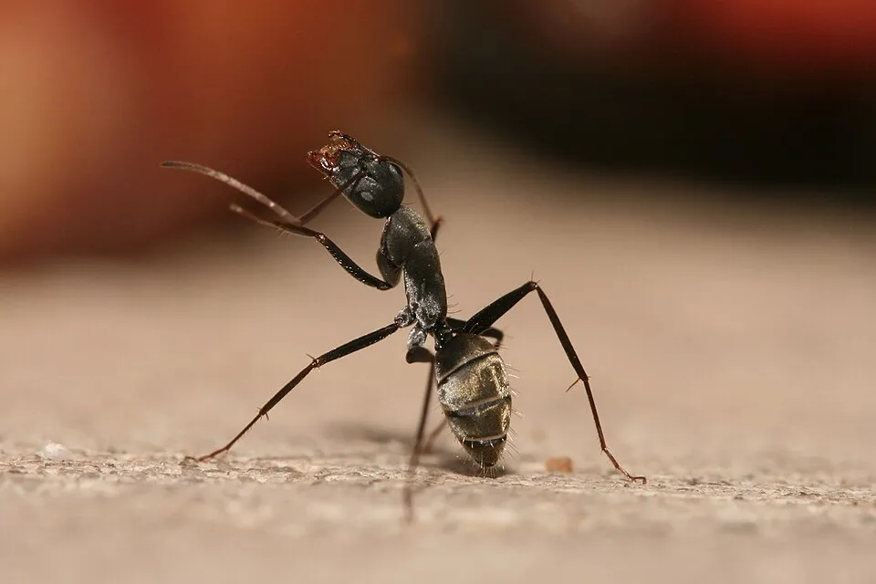 Ants: The Superorganisms That Conquered the Planet