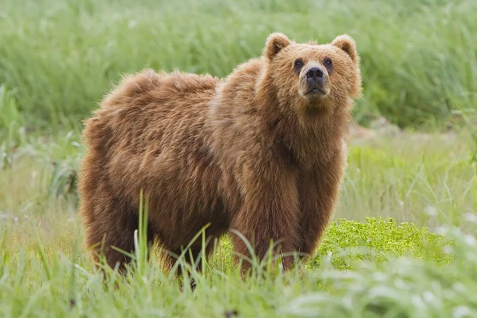 Bears Worldwide: Insights into Their Strength and Survival