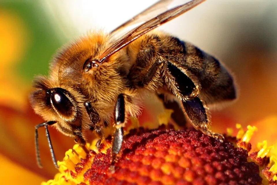 The Fascinating World of Bees and Wasps
