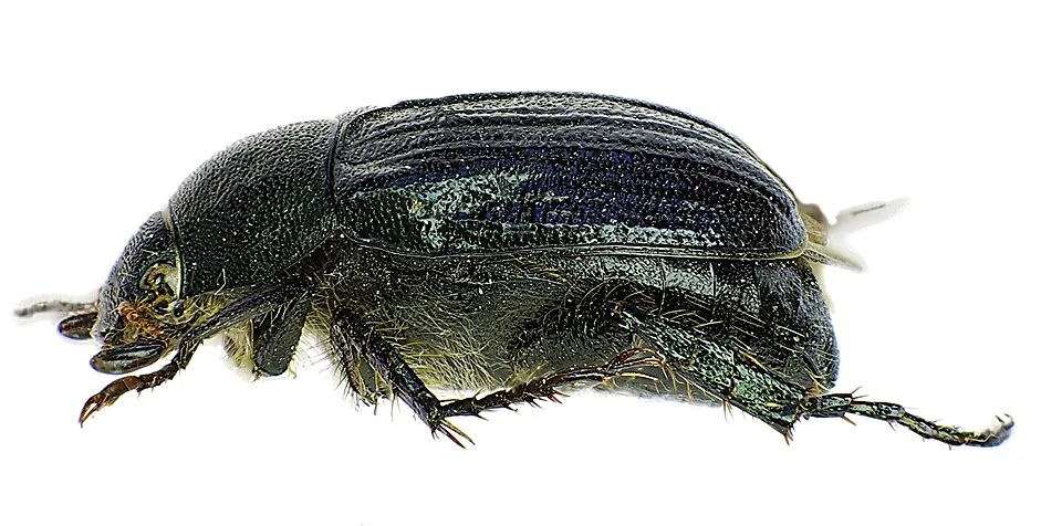 All About Beetles and Their Diversity