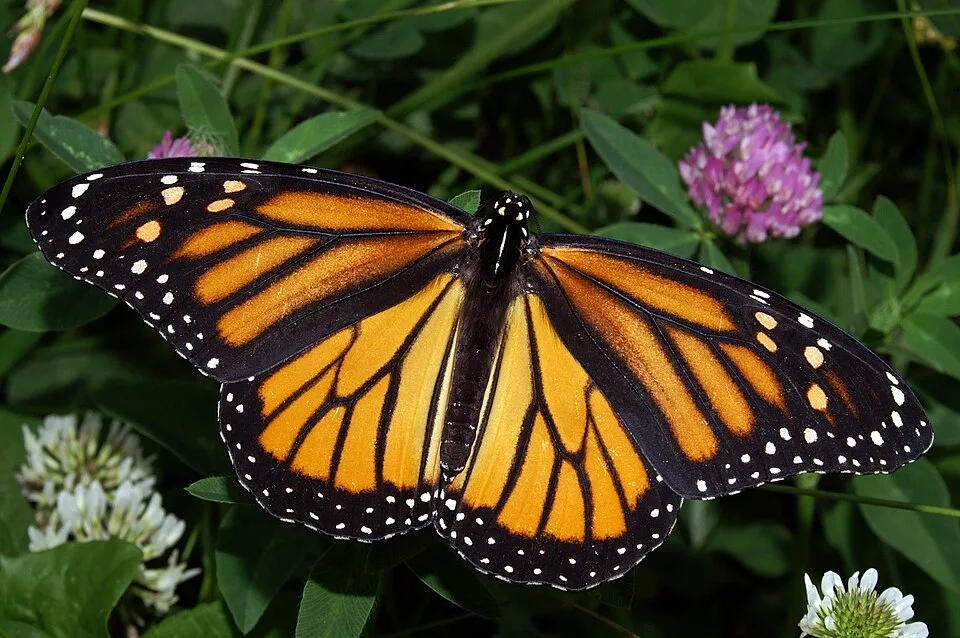 Butterflies and Moths: Metamorphosis Overview
