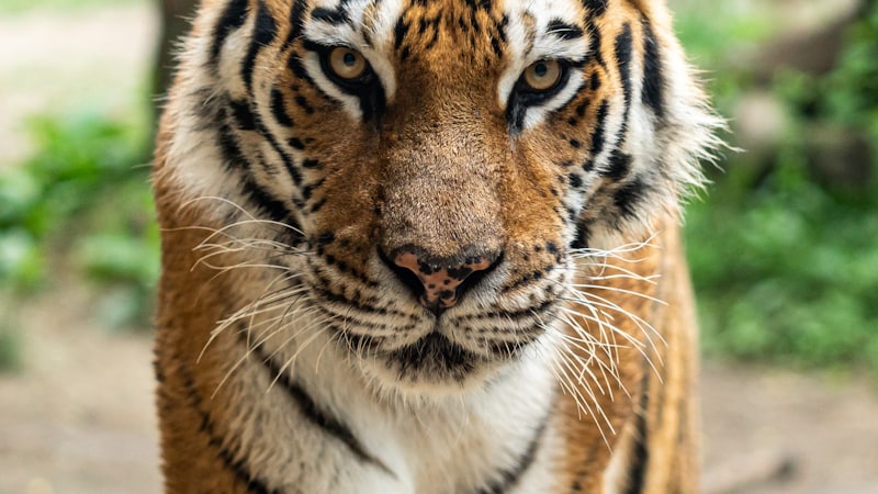 Wolves and Wild Canines: Pack Hunters of the Wild