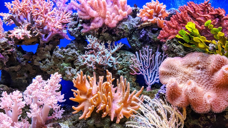 Coral Reefs: The Rainforests of the Ocean and Why They Are Dying