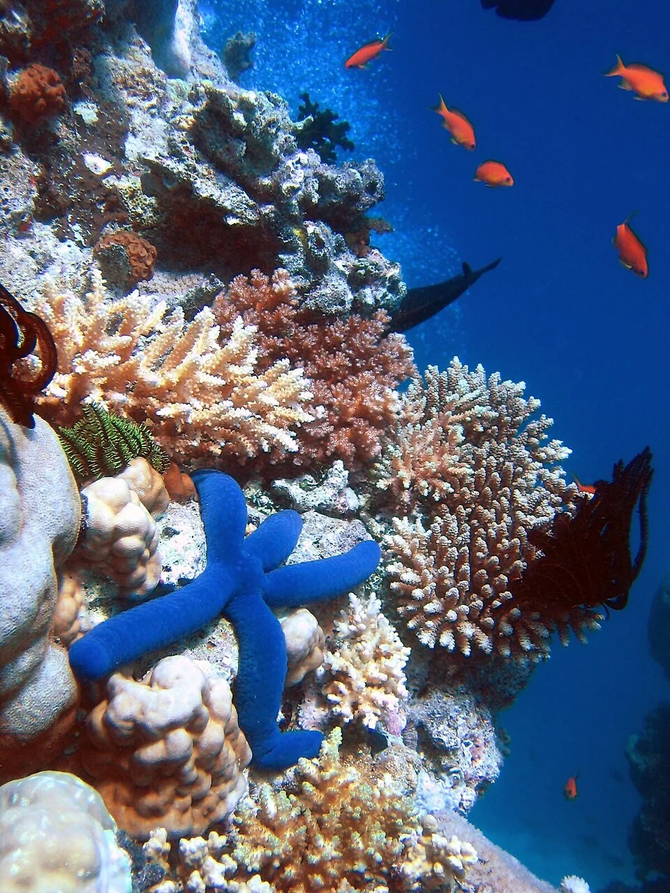 Is the Great Barrier Reef Really Dying?