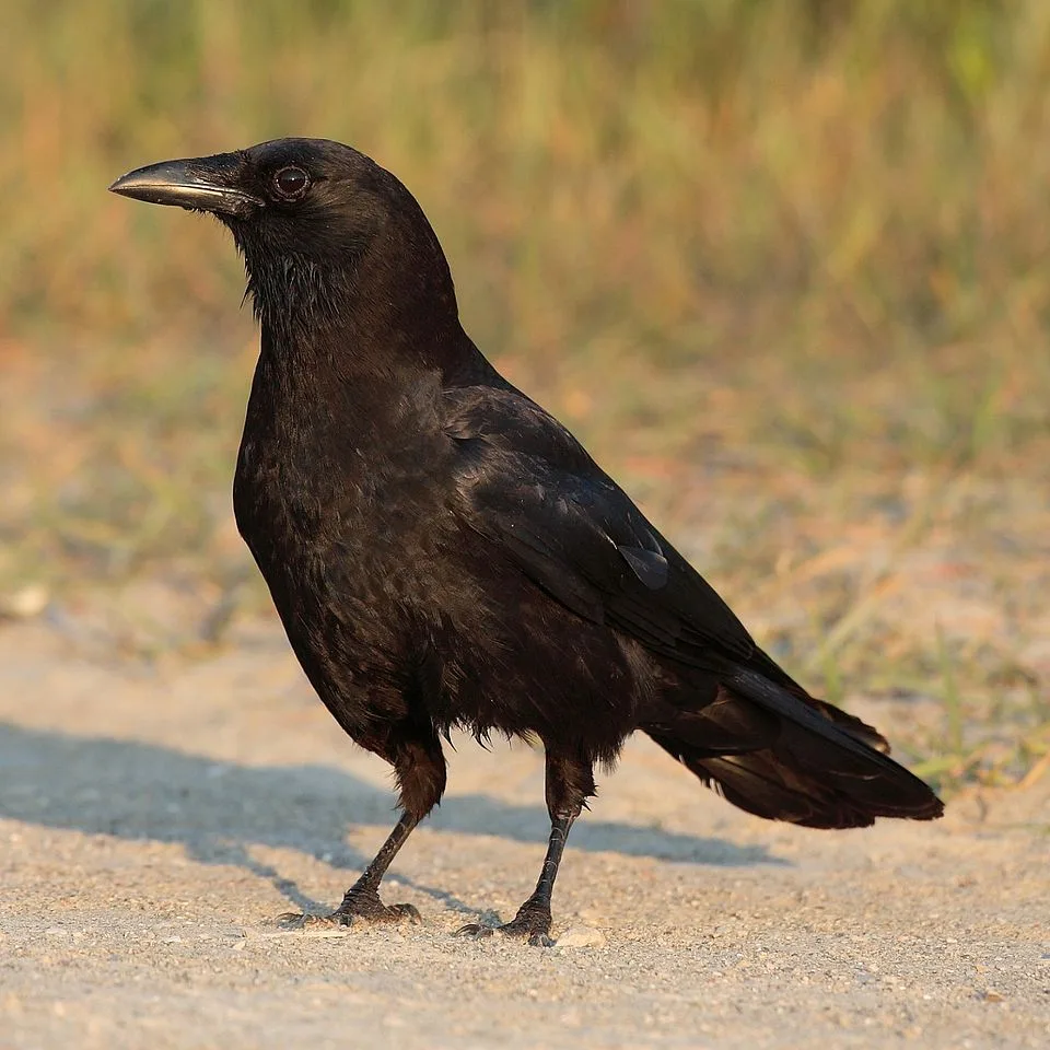 Can Crows Recognize Human Faces? The Science of Corvid Me...