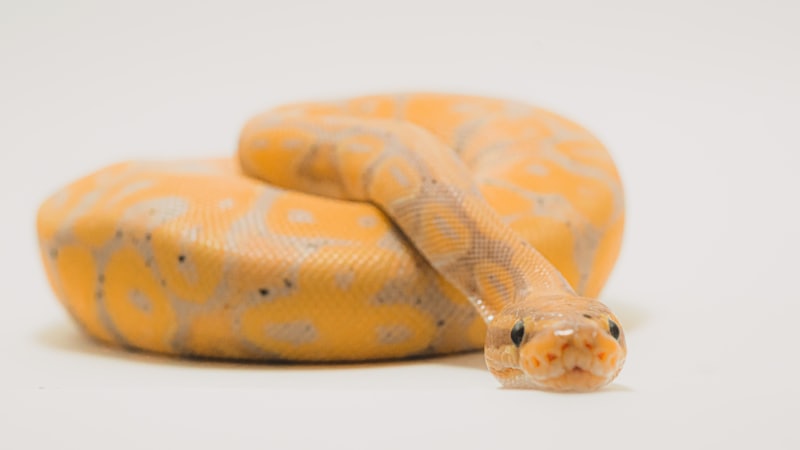 Crocodilians: Ancient Predators That Outlived the Dinosaurs