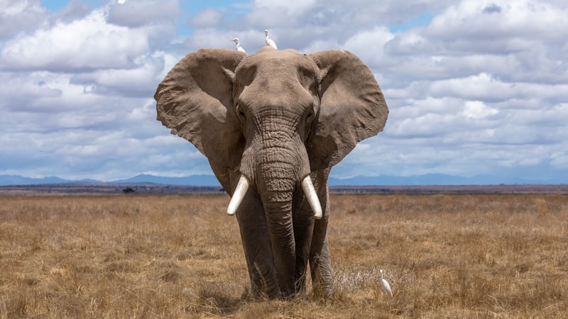 Elephants: Memory, Intelligence, and the Fight for Survival