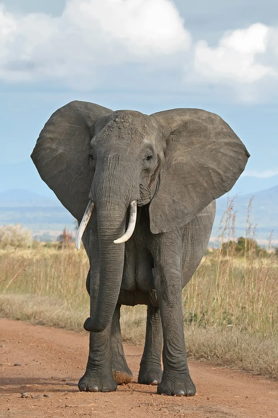 Elephant Memory and Intelligence: Why Elephants Never Forget