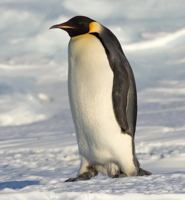 Flightless Birds: When Wings Became Optional