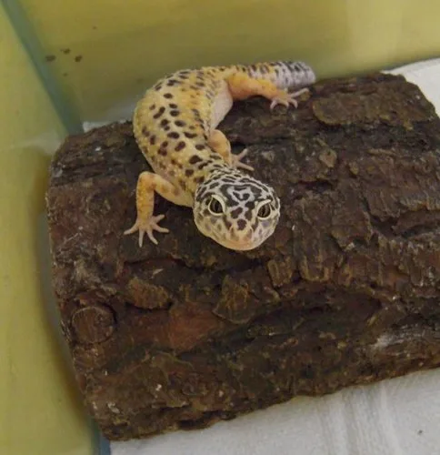 Geckos: Wall-Climbing Marvels of the Reptile World