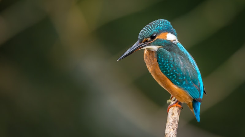 How Fast Can a Peregrine Falcon Dive? The Fastest Animal Ever Measured