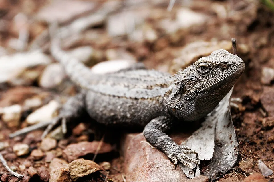 Komodo Dragon: The Largest Lizard and Its Secrets