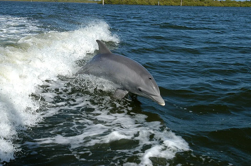 Marine Mammals: Giants of the Ocean