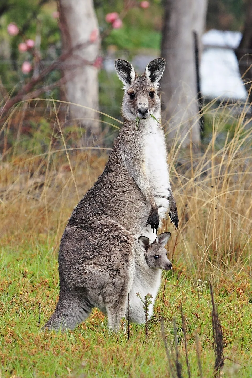 How Do Kangaroos Jump So High? The Physics of Their Amazi...