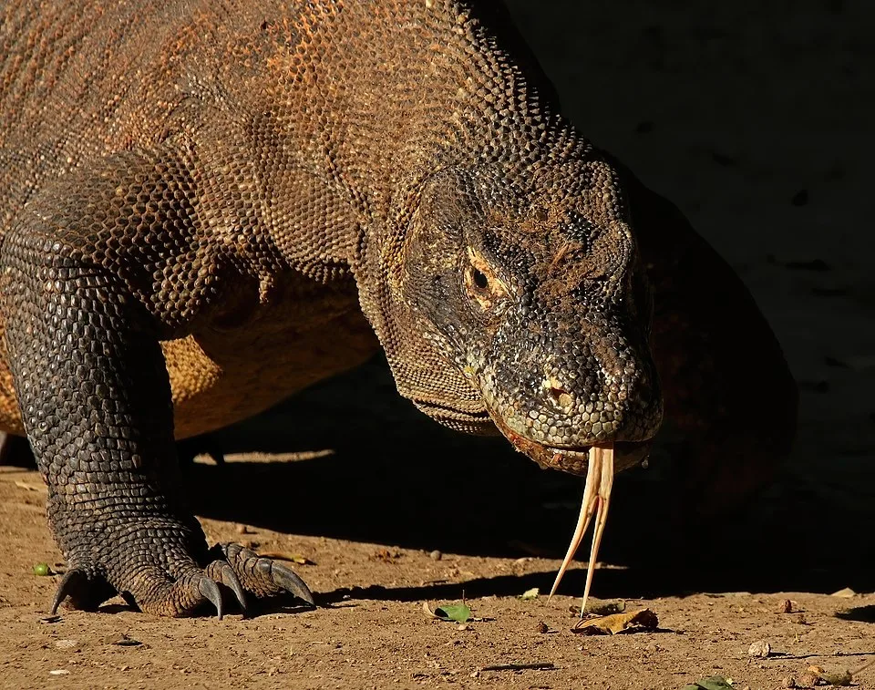 Komodo Dragon: Venom and Hunting Techniques Revealed