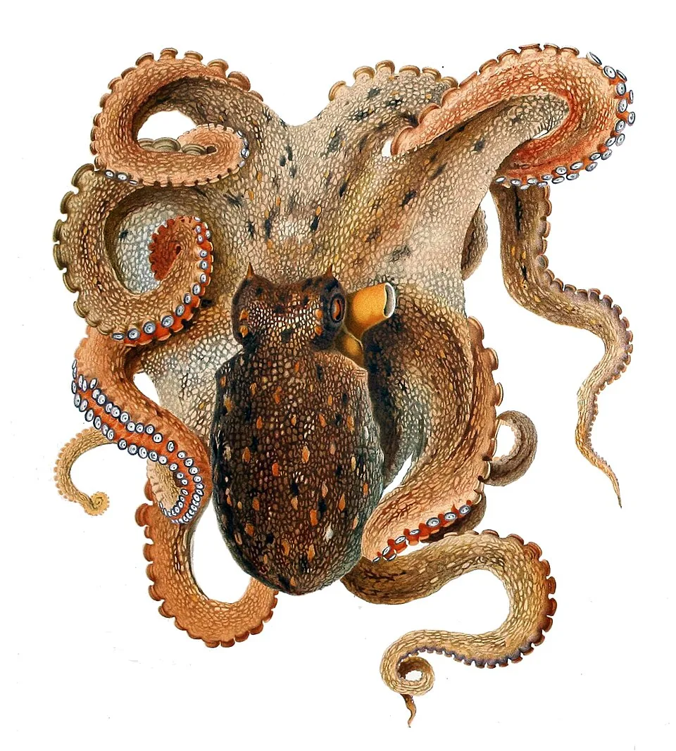 Octopus: Three Hearts, Nine Brains, Blue Blood