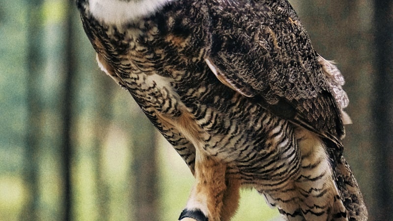 Owls: Silent Hunters of the Night -- Anatomy, Species, and the Science of Stealth Flight