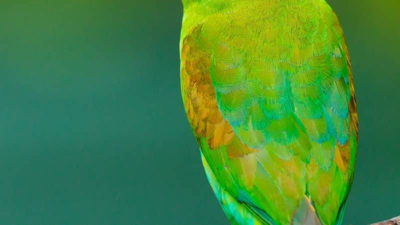 Parrots: The Einsteins of the Bird World -- Intelligence, Diversity, and the Fight to Save Them