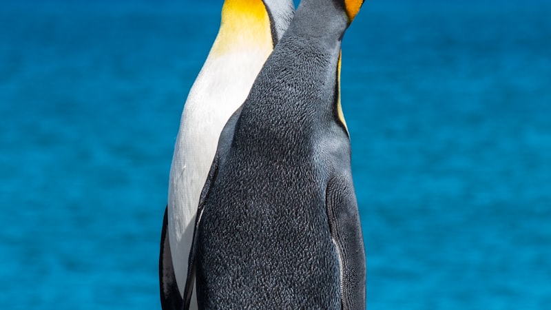 Penguins: Flightless Birds That Conquered the Cold