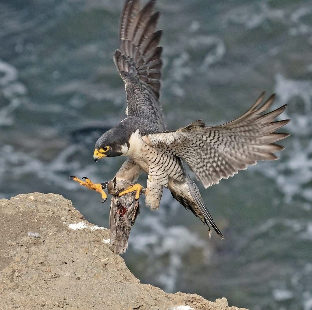 Peregrine Falcon: 242 mph Dive, the Fastest Animal