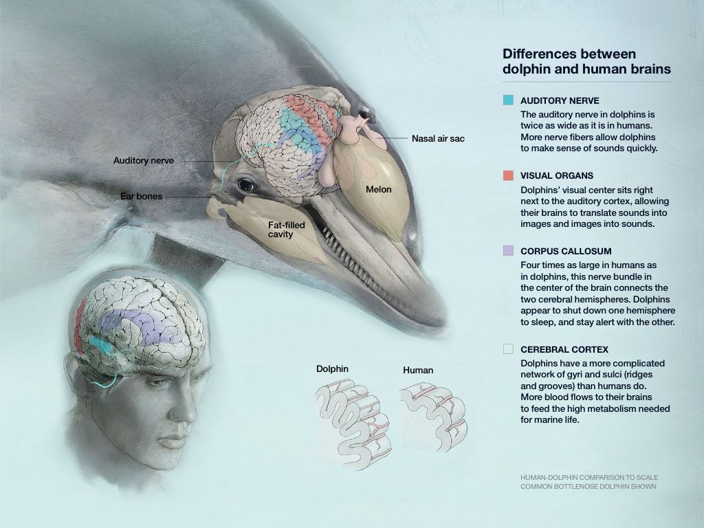 Dolphin Cognition: Understanding Consciousness in the Sea