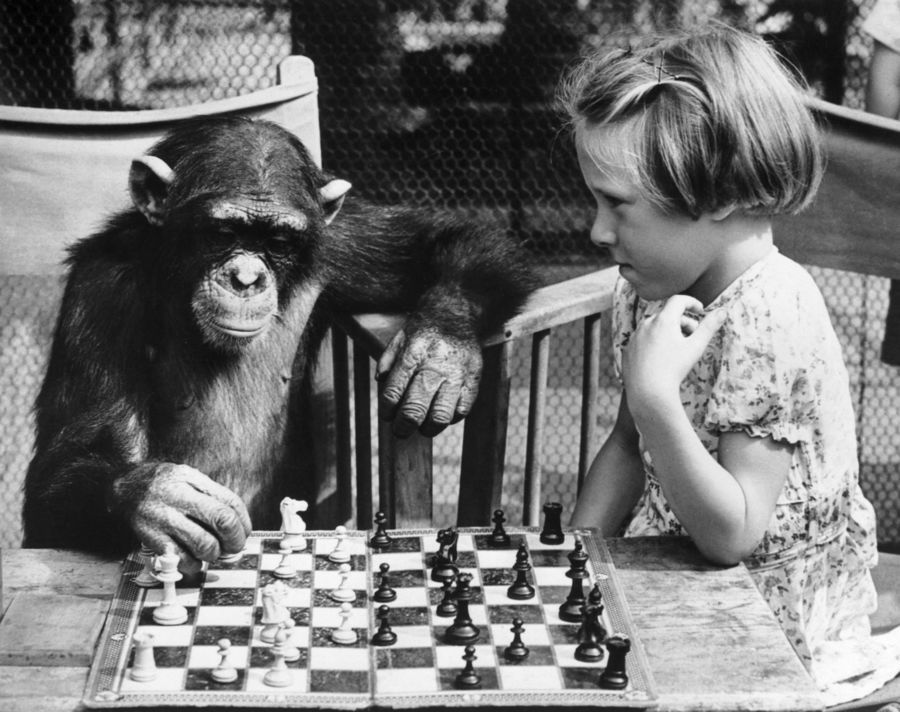 The Smartest Animals: Understanding Animal Intelligence