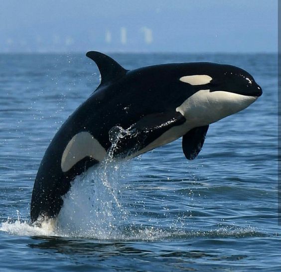 Orca: The Ocean's Apex Predator Explained
