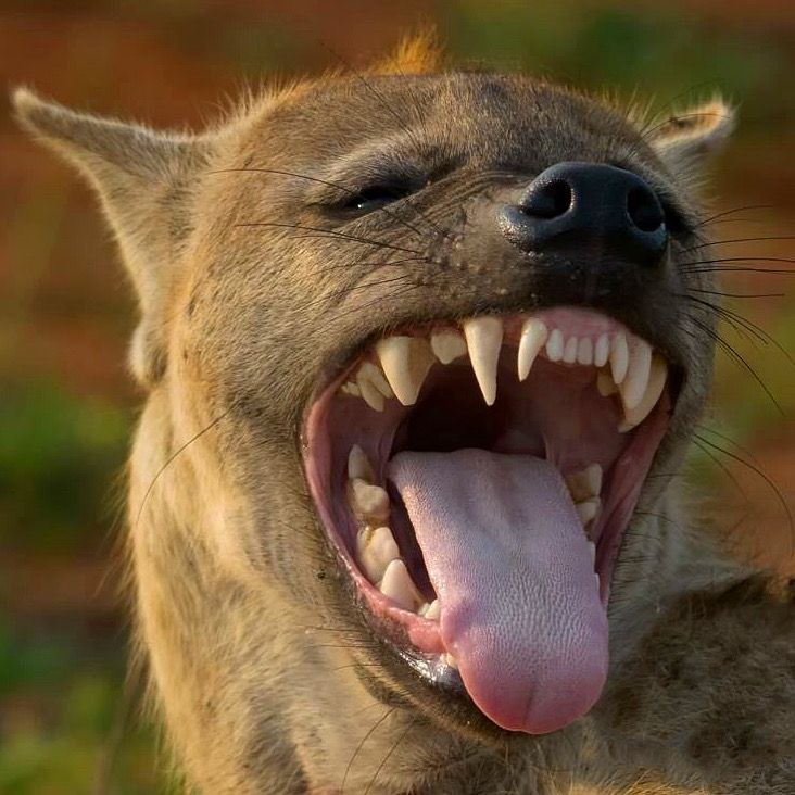 Spotted Hyenas: Understanding Their Dominant Females