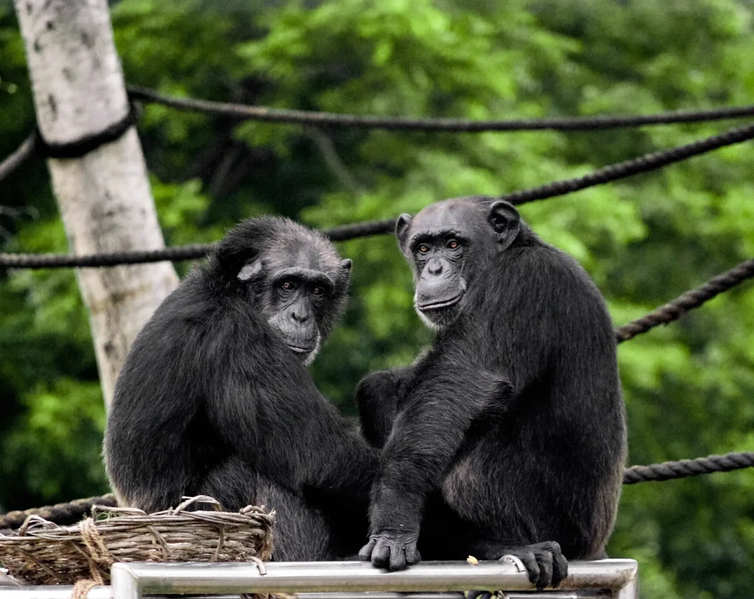 How Similar Are Chimpanzees to Humans? The 98.8% Misconce...