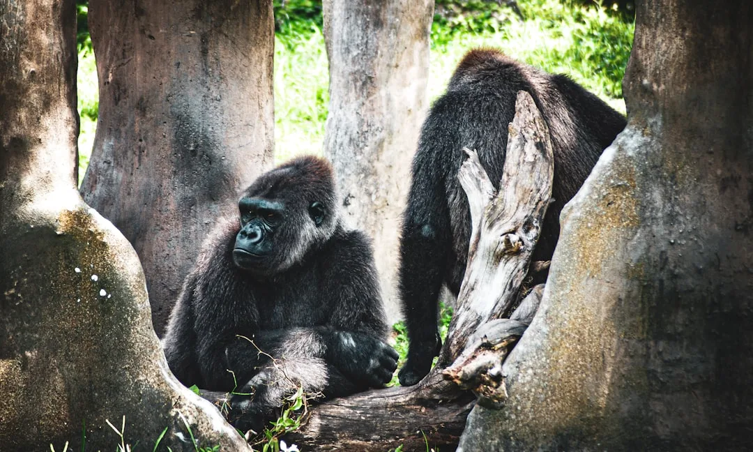 How Strong Is a Gorilla? 10 Times Stronger Than a Human, ...