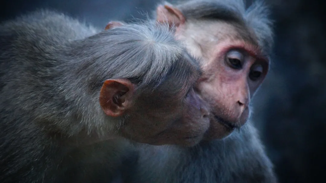 Primates: Our Closest Relatives in the Animal Kingdom