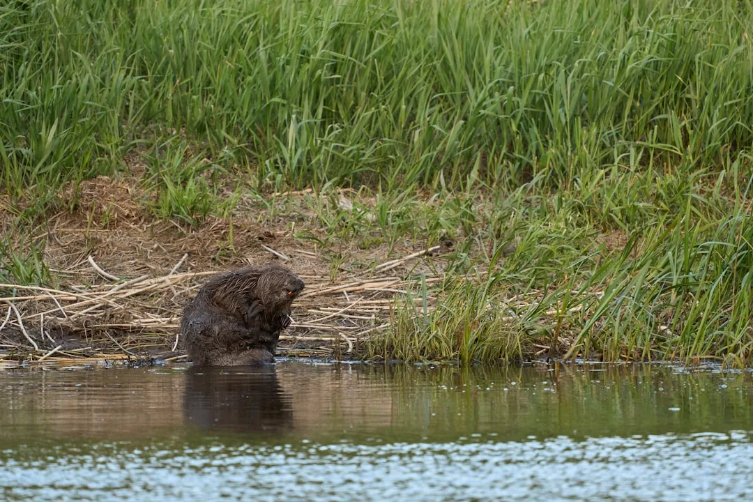 Beavers: The Ecosystem Engineers That Shape Landscapes