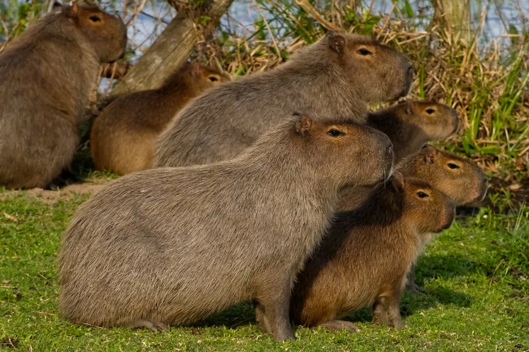 Capybara: Why the World's Largest Rodent Is Friends With ...
