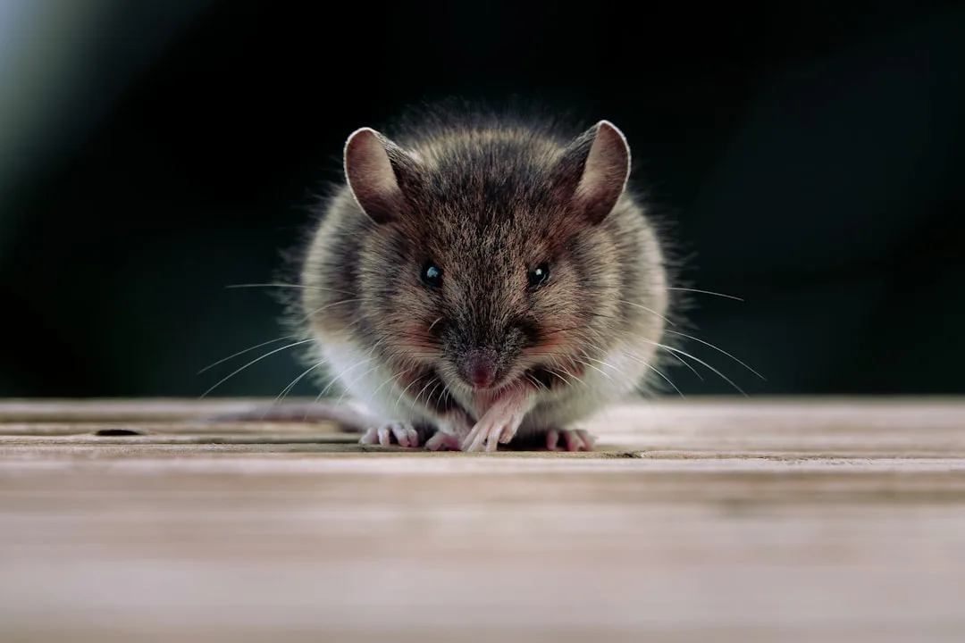 Rodents: The Most Successful Mammals on Earth
