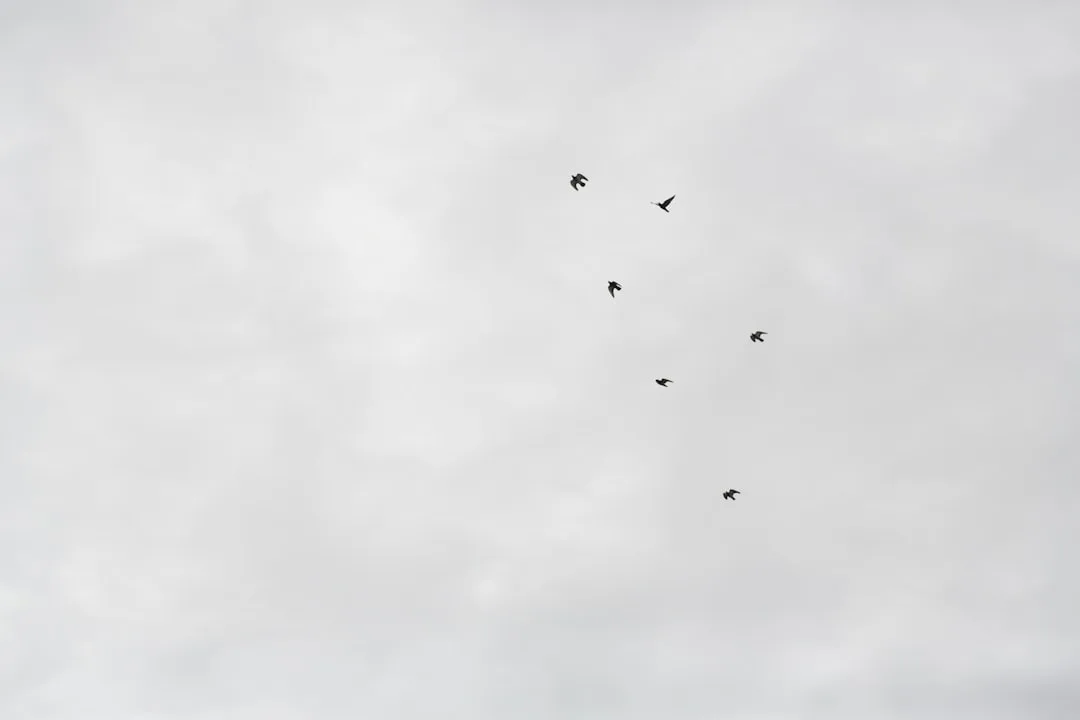 Bird Migration: The Longest Journeys in the Animal Kingdom