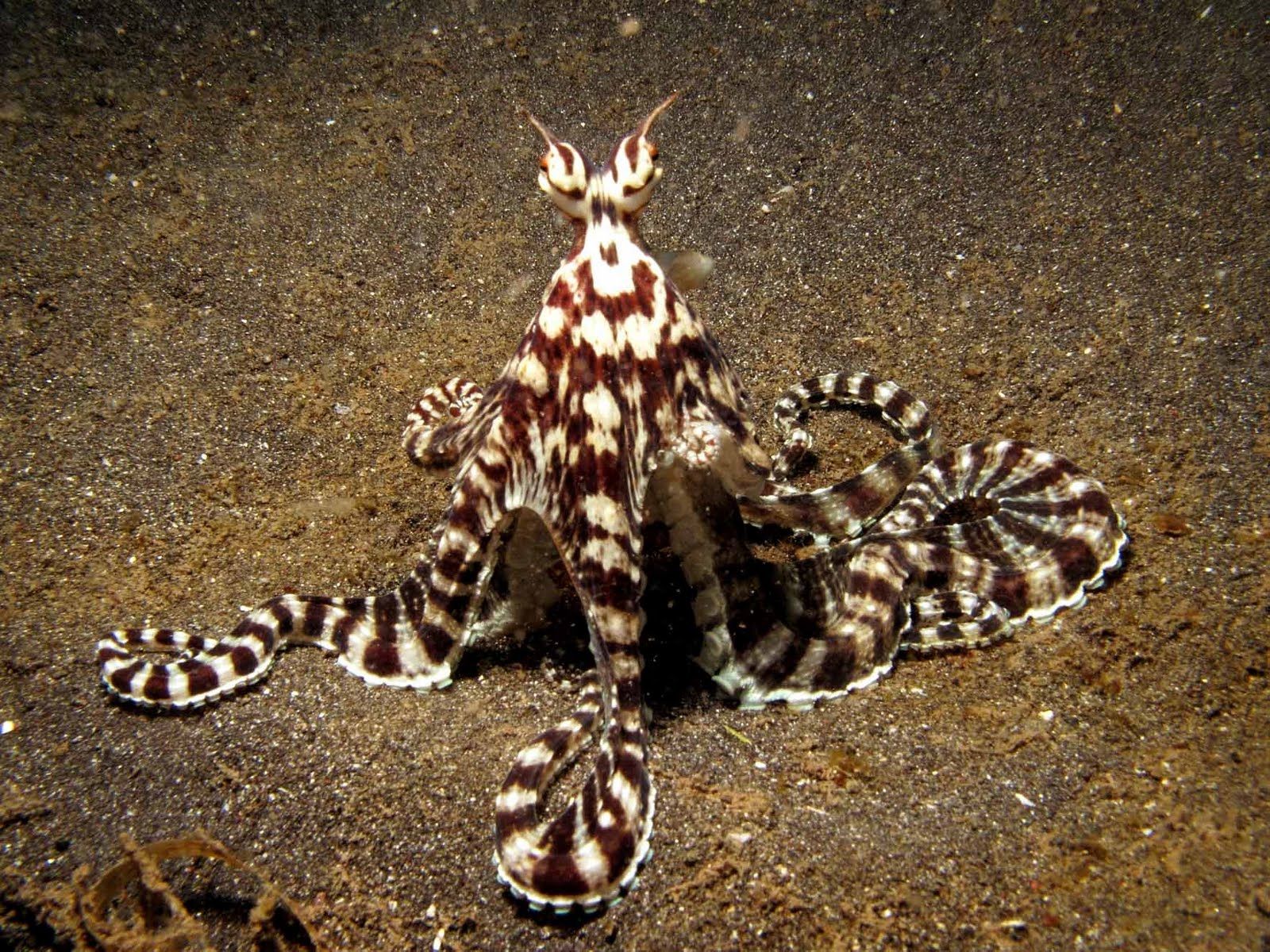 Mimic Octopus: Nature's Most Convincing Imitator