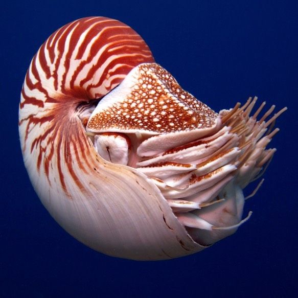 Nautilus: The Ancient Cephalopod Survivor