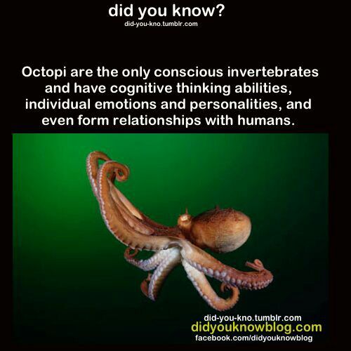 Octopus Intelligence: Nature's Problem Solvers