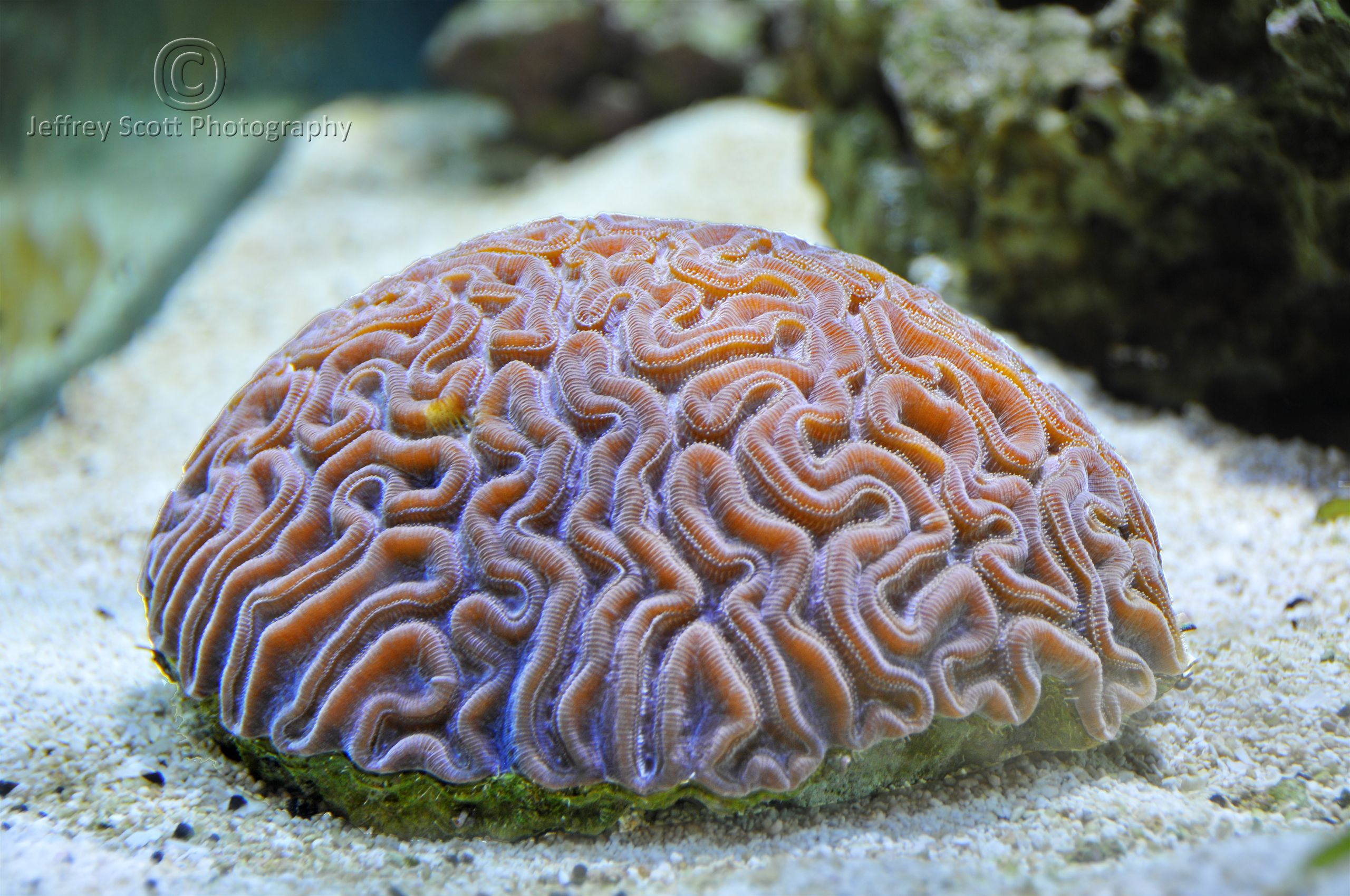 Brain Coral: A Unique Marine Structure