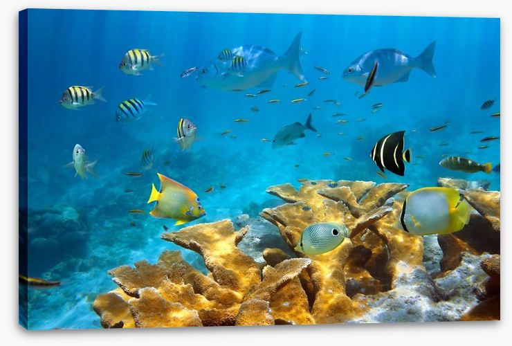 Elkhorn Coral: Habits and Conservation Challenges
