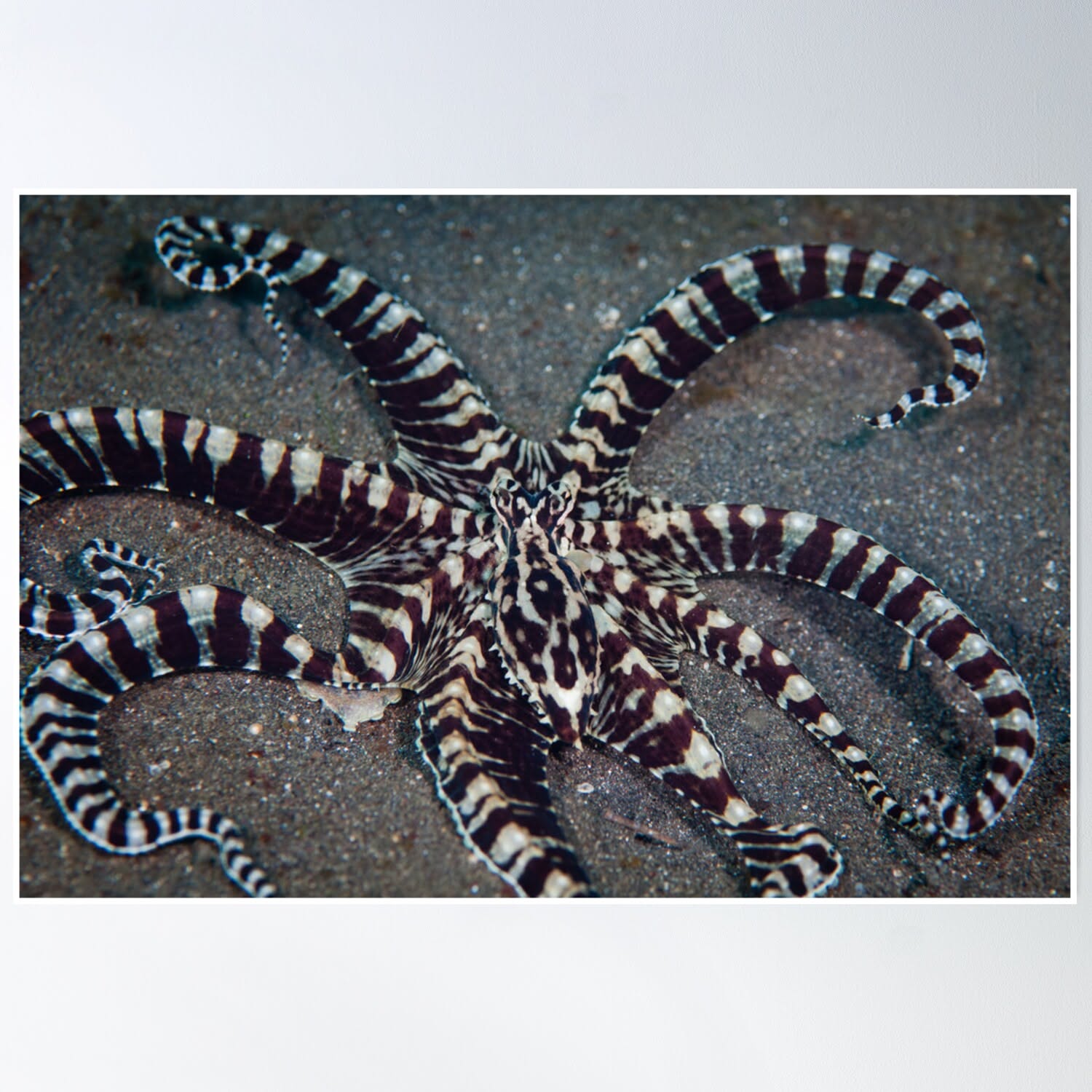 Mimic Octopus: Nature's Ultimate Chameleon