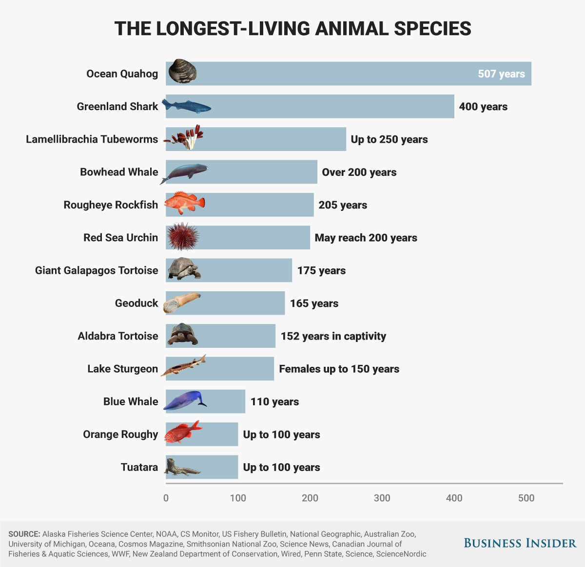 The Longest Animal Migrations Explained