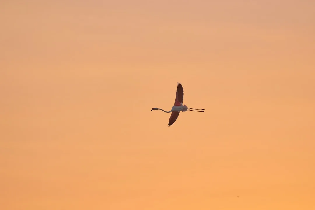 The Longest Animal Migrations on Earth
