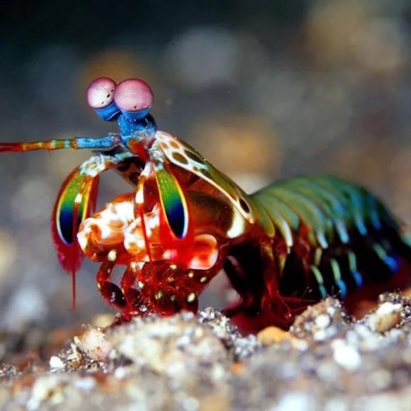 Mantis Shrimp: The Ultimate Puncher