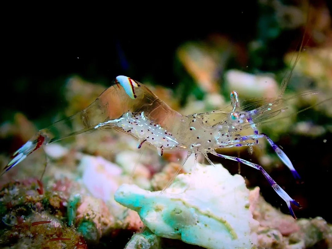 Pistol Shrimp: The Tiny Crustacean That's Louder Than a G...
