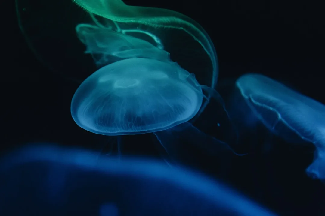 Bioluminescence: How Deep-Sea Creatures Create Their Own ...