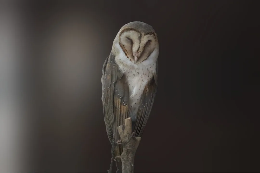 Barn Owl: Silent Flight and Hunting Skills