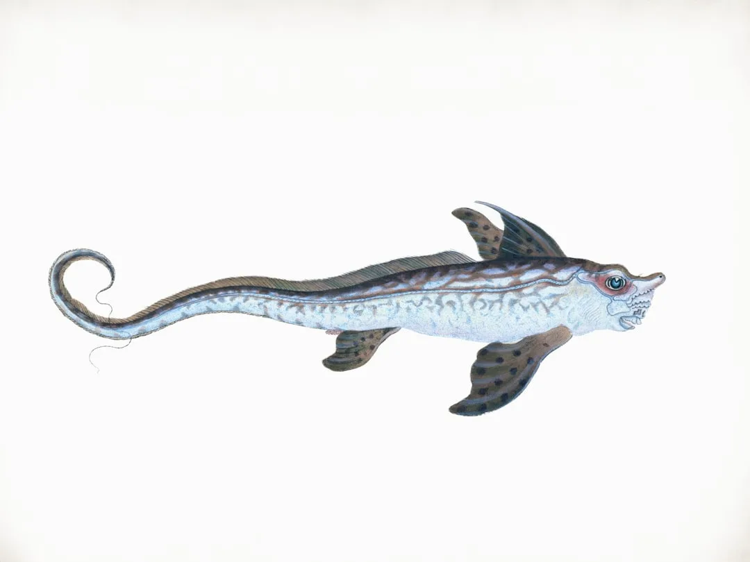 Gulper Eel: The Deep Sea Fish With an Umbrella for a Mouth