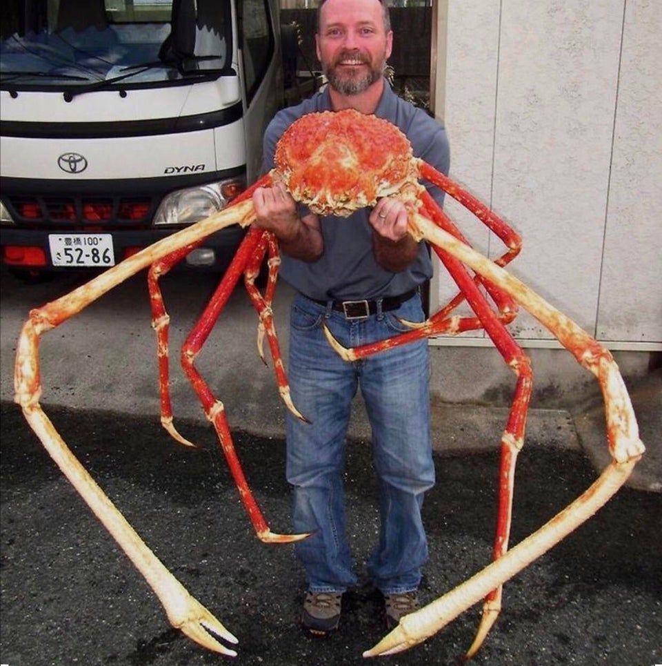 Japanese Spider Crab: The World's Largest Arthropod