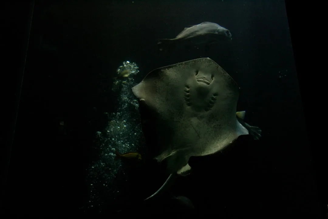 Vampire Squid From Hell: The Deep Sea Cephalopod That Eat...